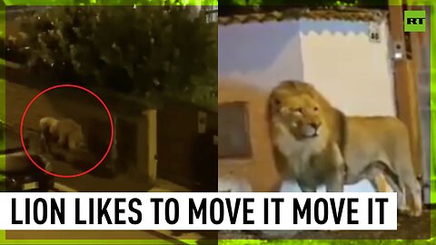 Lion goes for stroll in Italy's Ladispoli after escaping from circus