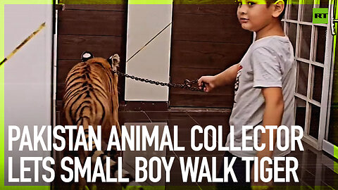 Pakistan animal collector lets small boy walk tiger