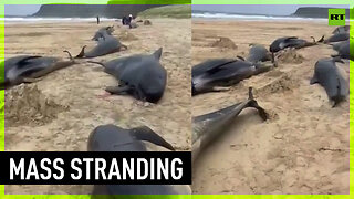 At least 55 whales dead in worst mass stranding in UK for decades