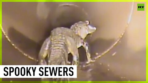 Confirmed: there are alligators in the sewer