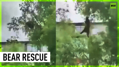 Russian everyday life: locals rescue bear cub stuck on tree