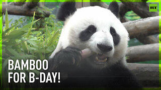 Panda Ding Ding celebrates birthday with bamboo snack at Moscow Zoo