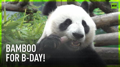 Panda Ding Ding celebrates birthday with bamboo snack at Moscow Zoo