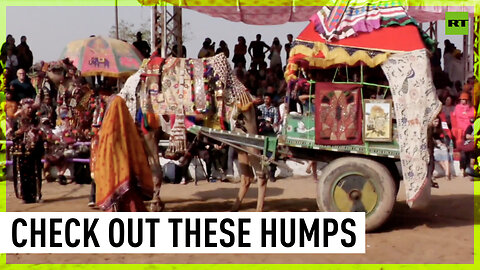 Camel competition stuns attendees at Pushkar Fair in Rajasthan