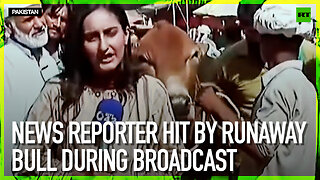 News reporter hit by runaway bull during broadcast