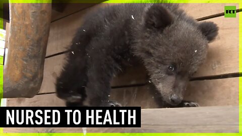 Russian zoologists nurse bear cub rescued during hunting season