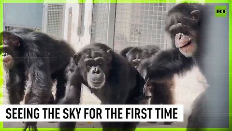 Chimp raised in captivity sees the sky for the first time