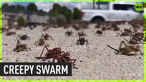 Millions of crickets engulf Nevada town
