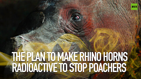 The plan to make rhino horns radioactive to stop poachers