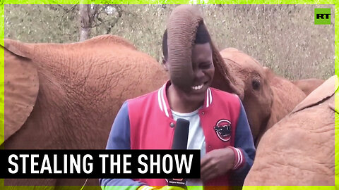 Baby elephant steals the show with on-air antics