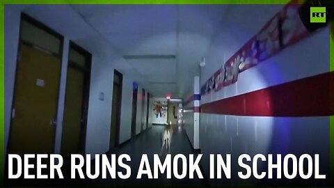 Deer runs amok in school
