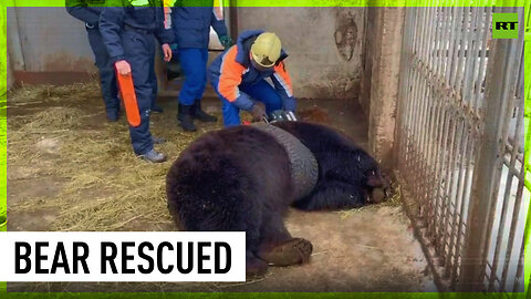 Russian rescuers save bear stuck in car tire