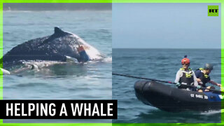 Entangled whale rescued