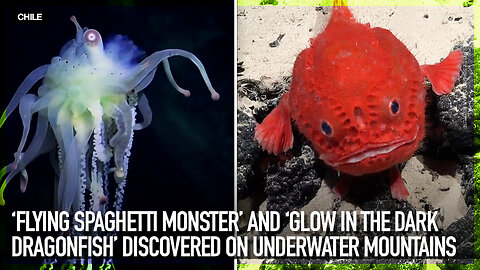 ‘Flying spaghetti monster’ and ‘glow in the dark dragonfish’ discovered in underwater mountains