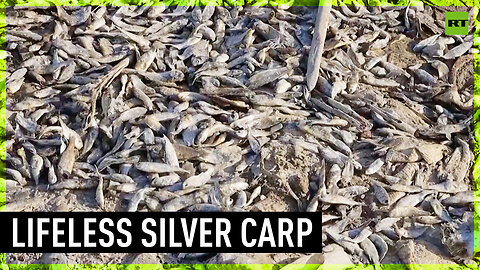Thousands of dead fish in Iraq river