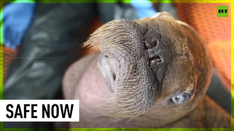 Walrus saved in Alaska nursed back to health, and cuddles