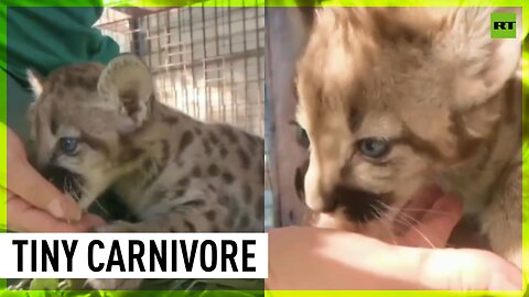 Barnaul Zoo's cougar kitten tastes meat for the first time