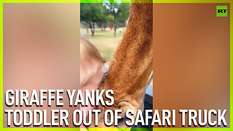 Giraffe yanks toddler out of safari truck