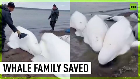 Locals in Kamchatka help beached white whales return to sea