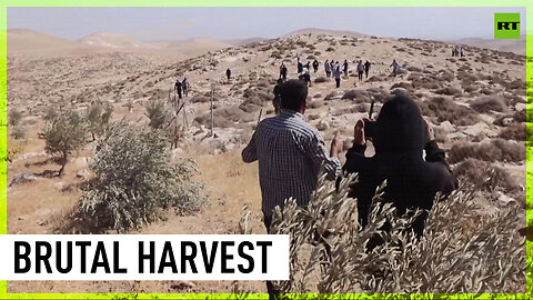 Palestinian farmers accuse Israeli settlers of damaging harvest