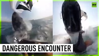 Surfer captures moment he gets hit by whale