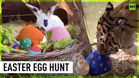 Easter comes to Santiago zoo | Let the egg hunt begin!