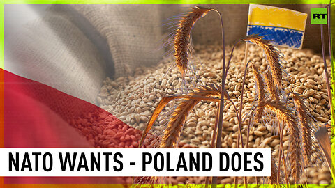 Poland caves to allowing Ukrainian grain imports... to its own detriment