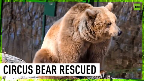 Circus bear rescued from Ukraine finds home in Romania
