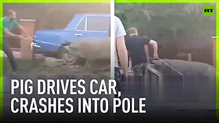 Pig drives car, crashes into pole