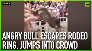Angry bull escapes rodeo ring, jumps into crowd