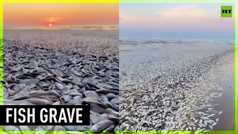 Massive grave of dead fish stretches across Texas beaches