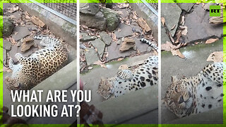 Chinese zoo gives up trying to make fat leopard lose weight