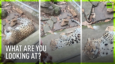 Chinese zoo gives up trying to make fat leopard lose weight