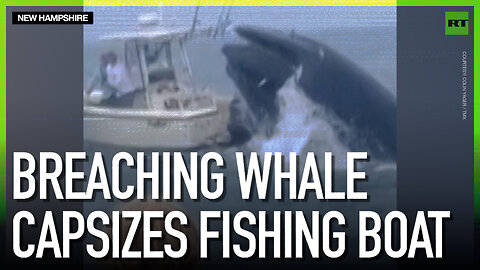 Breaching whale capsizes fishing boat