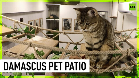 Hotel and play patio for cat lovers is a hit in Damascus!