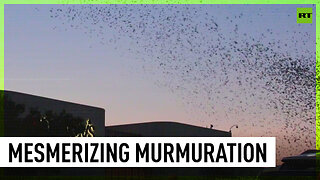 Massive flocks of birds descend on Houston