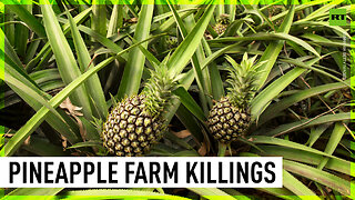 Del Monte pineapple farm case | Four bodies found in Kenyan river