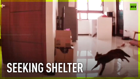 Cats seek shelter during Taiwan earthquake