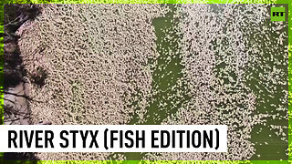 Millions of dead fish washed up in Australian river