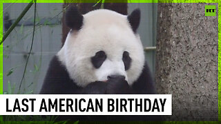 Panda Xiao Qi Ji celebrates last birthday in the US before returning home