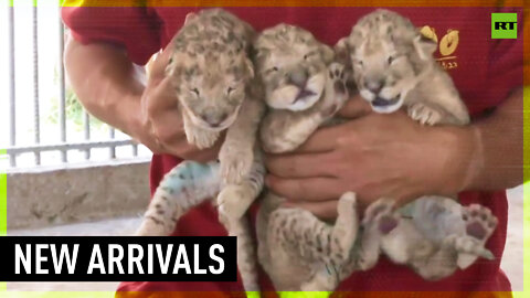 Gaza zoo welcomes lion cub triplets