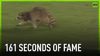 Racoon outruns MLS stars