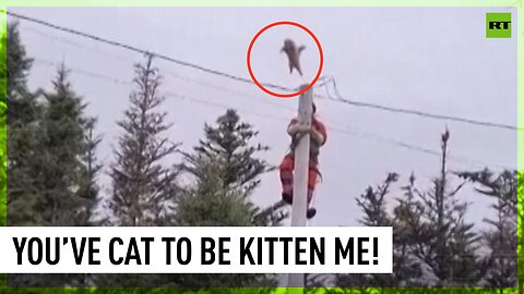 Daredevil cat leaps from high pole during rescue attempt