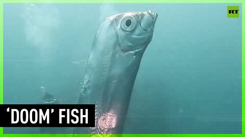 Giant ‘doom’ fish stuns divers