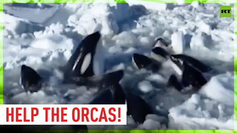 Orcas trapped in ice struggle in the Pacific Ocean