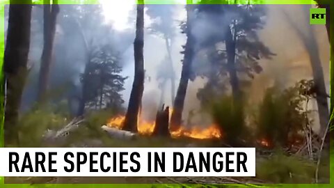 Devastating wildfires ravage UNESCO heritage site in Argentina