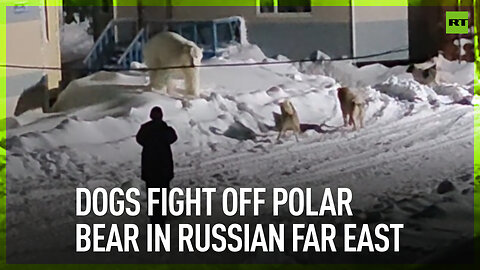 Dogs fight off polar bear in Russian far east