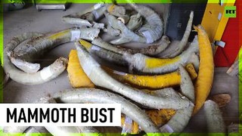 1.5 TONS | Russian FSB busts huge stash of mammoth tusks