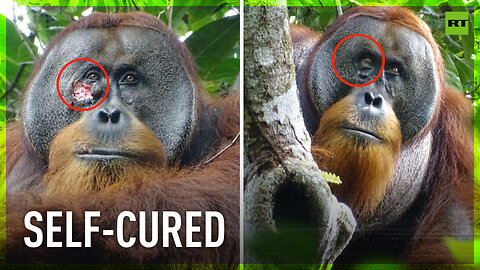 Orangutan makes medicine to treat wound