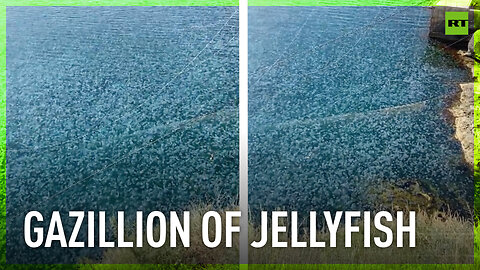 Black Sea coast crammed with thousands of jellyfish